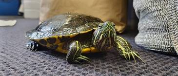 A picture containing reptile, turtle

Description automatically generated