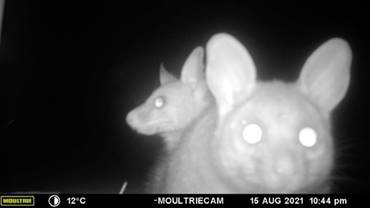 Two animals with glowing eyes

Description automatically generated with low confidence