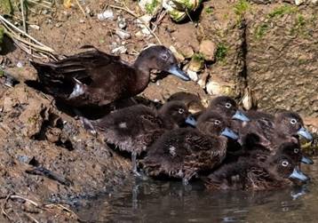 A group of baby ducks

Description automatically generated with low confidence