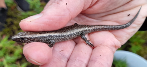 A person holding a lizard

Description automatically generated with medium confidence