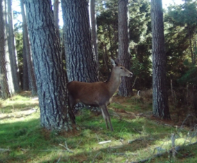 A deer in the woods

Description automatically generated with medium confidence