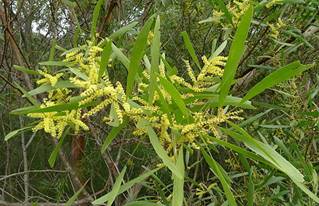 https://www.landcareresearch.co.nz/__data/assets/image/0012/178977/Sydney_Golden_Wattle_flowers.jpg