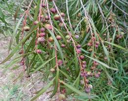 https://www.landcareresearch.co.nz/__data/assets/image/0005/178979/sgw-galls.jpg