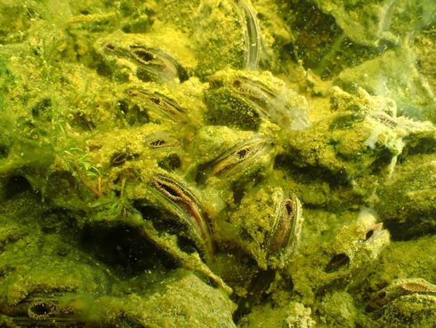 A picture containing plant, algae, green algae, non-vascular land plant

Description automatically generated