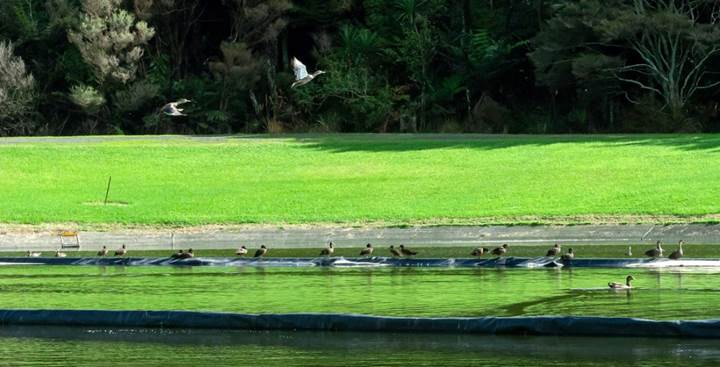 A picture containing grass, outdoor, plant, bird

Description automatically generated