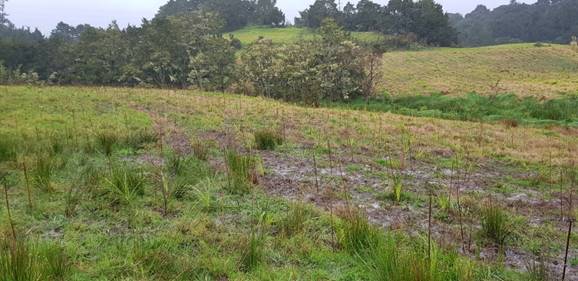 A field of grass and trees

Description automatically generated
