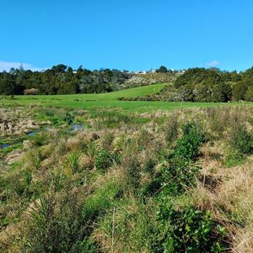 A field with trees and a blue sky

Description automatically generated