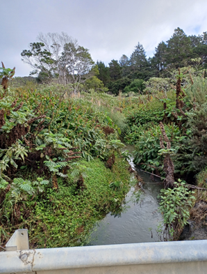A stream running through a forest

Description automatically generated