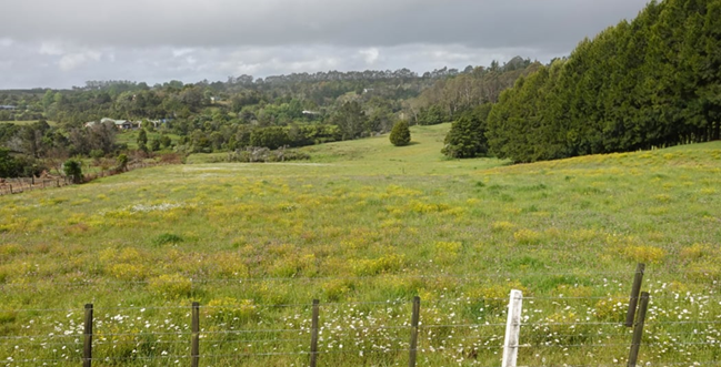 A field of grass and trees

Description automatically generated