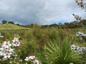 A field of grass and flowers

AI-generated content may be incorrect.