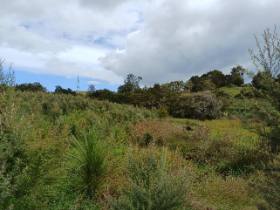 A green field with trees and bushes

AI-generated content may be incorrect.