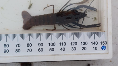 A lobster in a plastic container with a ruler

AI-generated content may be incorrect.