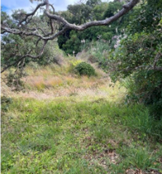 A tree branch in a grassy area

AI-generated content may be incorrect.