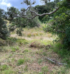 A tree in a field

AI-generated content may be incorrect.