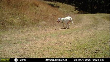 A dog running on a grassy hill

AI-generated content may be incorrect.