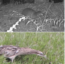 A bird in the grass

AI-generated content may be incorrect.