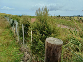 A fence with a tree in it

AI-generated content may be incorrect.