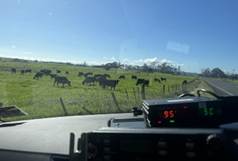 A herd of cows grazing in a field

AI-generated content may be incorrect.