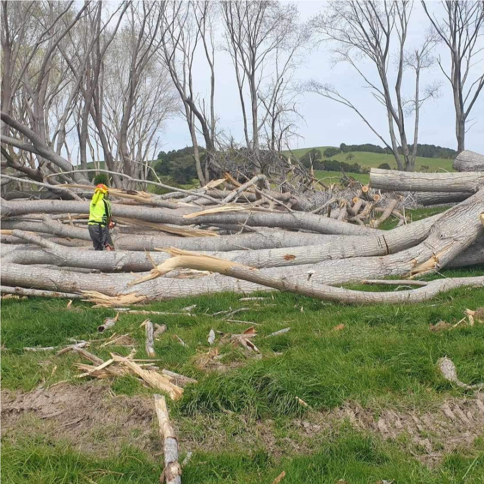 A person standing in a field of fallen trees

AI-generated content may be incorrect.